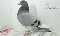 PL-0346-21-7566