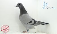 PL-0346-21-7571