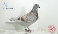 PL-0346-21-7580