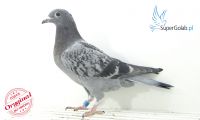 PL-0346-21-7619
