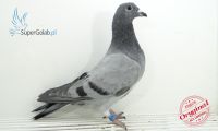 PL-0346-21-7691