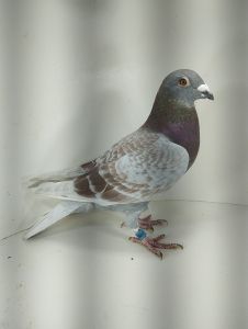 PL-0346-21-7796 – oryg. Benedykt Jan i Dorota  “ K.Kannibaal x Ivan x Speedo”