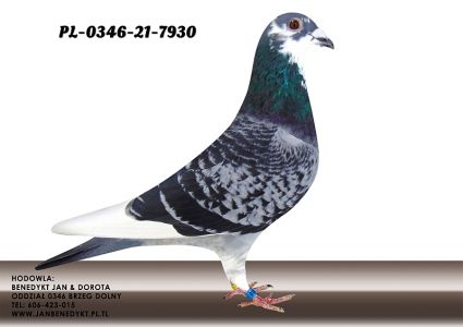 PL-0346-21-7930 Linia 