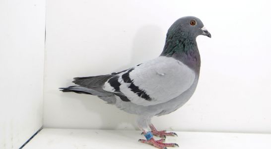 PL-0346-21-8036 Robert Lech