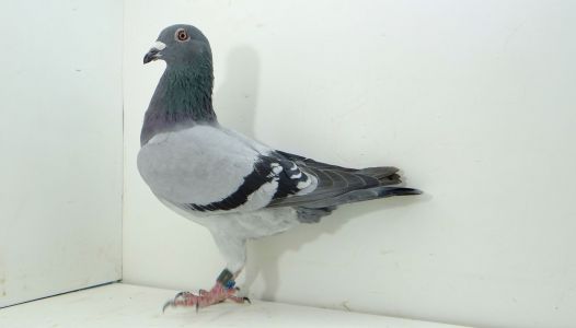 PL-0346-21-8185 ROBERT LECH