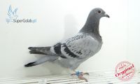 PL-0346-21-8839