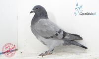 PL-0346-21-8851