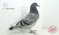 PL-0346-21-8852