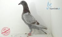 PL-0346-21-8870