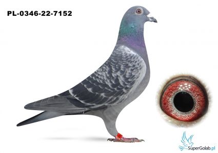 PL-0346-22-7152