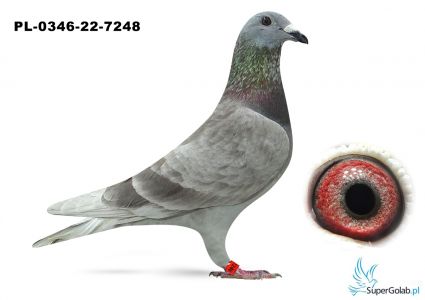 PL-0346-22-7248
