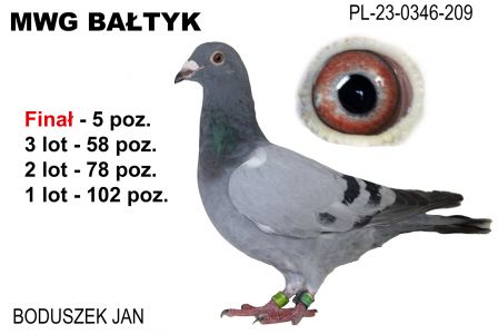 PL-0346-23-209: Boduszek Jan, 53. Lotnik, m in 78m, 58m, 5m z FINAŁU Gołąb z hodowli: Boduszek Jan.