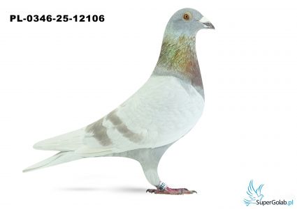 PL-0346-25-12106 15. OKRĘG WROCŁAW