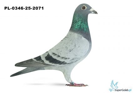 PL-0346-25-2071 15. OKRĘG WROCŁAW