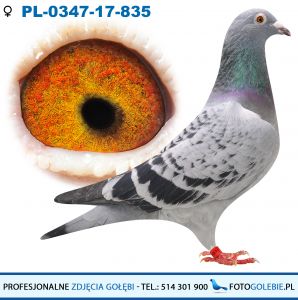 PL-0347-17-835 Grzegorz Cymer
