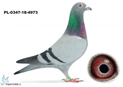 PL-0347-18-4973