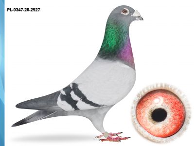 PL-0347-20-2927 - BARDZO DOBRY LOTNIK I GOŁAB ROZPŁODOWY