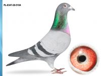 PL-0347-20-5104 - UNIKAT SYN 1-GO LOTNIKA OKRĘGU