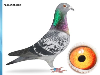 PL-0347-21-6662 -CÓRKA GLADIATOR