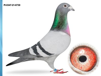 PL-0347-21-6730 - SUPER LOTNIK ZDOBYWCA 2X1 KONK.