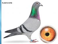 PL-0347-21-6750 -100%  WAGNER