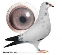 PL-0347-21  7026 INBRED OLIMPIJCZYKA E. MYŚLIWCA - SAMICA