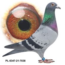 PL-0347-21-7038 WNUK GEORGIA JACOBA POORTVLIETA