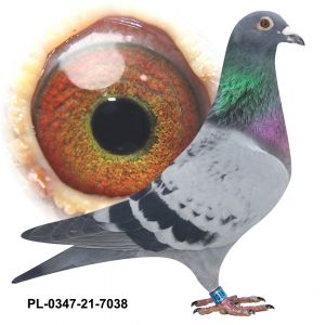 PL-0347-21-7038 WNUK GEORGIA JACOBA POORTVLIETA