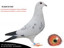 PL-0347-21-7247 LUDO CLAESSENS - AUKCJA NOWOROCZNA - SAMIEC