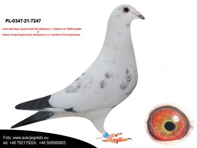 PL-0347-21-7247 LUDO CLAESSENS - AUKCJA NOWOROCZNA - SAMIEC