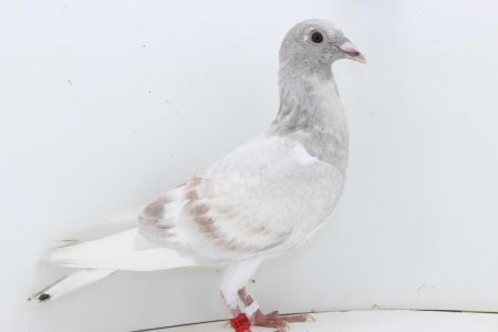 PL-0347-22-6612- gołąb z najlepszej linii Ludo Cleassensa x Gebr Janssen