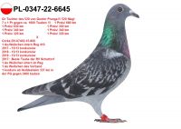 PL-0347-22-6645 - GOŁĄB Z NAJLEPSZYCH PAR ROZPŁODOWYCH