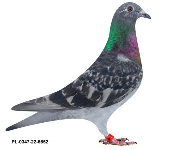 PL-0347-22-6652 wnuczka Miss 459