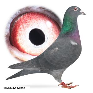 PL-0347-22-6720 -JANSSEN STOK X CHŁOPECKI