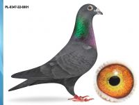 PL-0347-22-6901 - GEERINCKX X MERWE