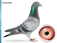 PL-0347-22-755 -WNUK ZDOBYWCÓW 11X1 KONK