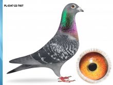 PL-0347-22-7607 - SYN JAMES BOND 3X1 KONK.