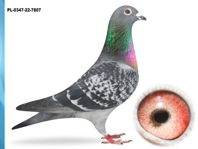 PL-0347-22-7807 - CÓRKA SUPER ROZPŁODOWCA