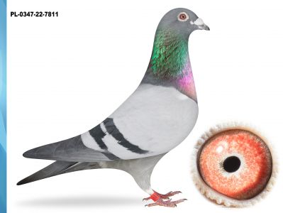 PL-0347-22-7811 - INBRED 418