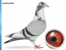 PL-0347-22-7852 - INBRED KITTEL