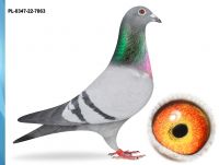 PL-0347-22-7863 - WNUCZKA 26 PO BRACIE 1-GO LOTNIKA OKRĘGU