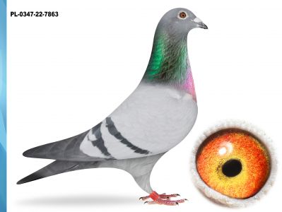 PL-0347-22-7863 - WNUCZKA 26 PO BRACIE 1-GO LOTNIKA OKRĘGU