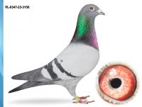 PL-0347-23-3150-INBRED 90 NAJLEPSZY LOTNIK OKRĘGU X CÓRKA 800 KAT M-2,72