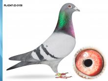 PL-0347-23-3150-INBRED 90 NAJLEPSZY LOTNIK OKRĘGU X CÓRKA 800 KAT M-2,72