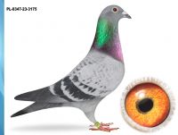 PL-0347-23-3175 - INBRED 800 KAT M-2,72 -WNUCZKA 10116 7X1 KONK