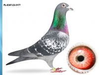 PL-0347-23-3177 - INBRED 26-MATKA WYBITNYCH LOTNIKÓW