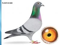 PL-0347-23-3229 -INBRED FIGO 16X1 KONK