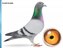 PL-0347-23-3229 -INBRED FIGO 16X1 KONK