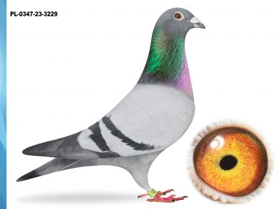 PL-0347-23-3229 -INBRED FIGO 16X1 KONK