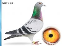 PL-0347-23-3246 -INBRED POKERFACE 12X1 KONK